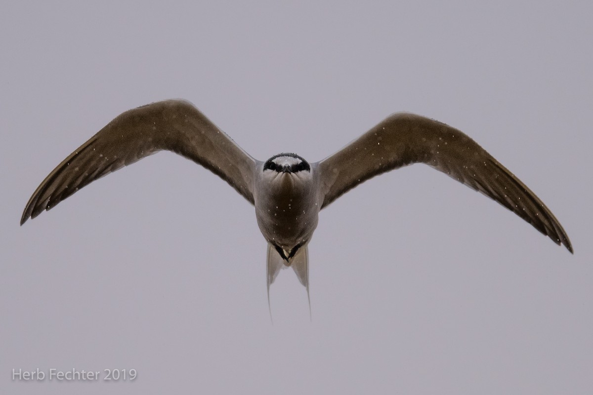 Aleutian Tern - ML638158619