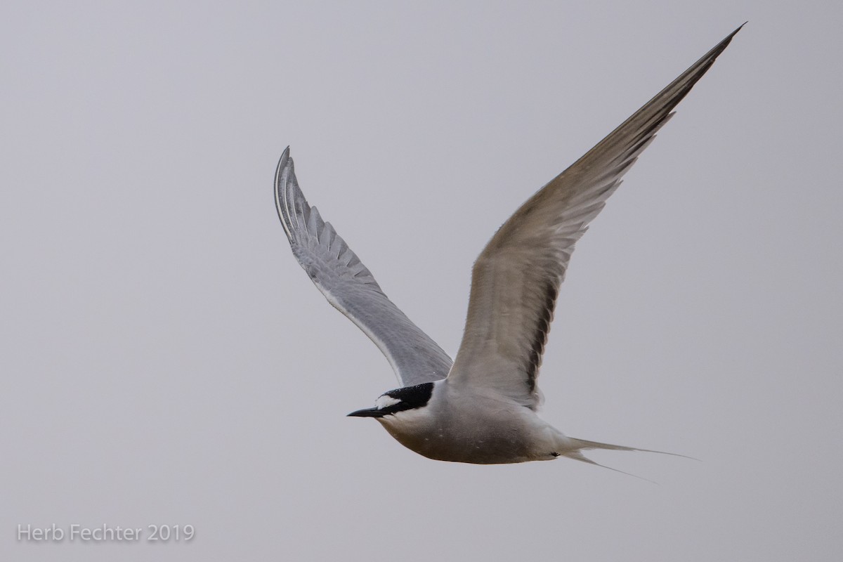 Aleutian Tern - ML638158620