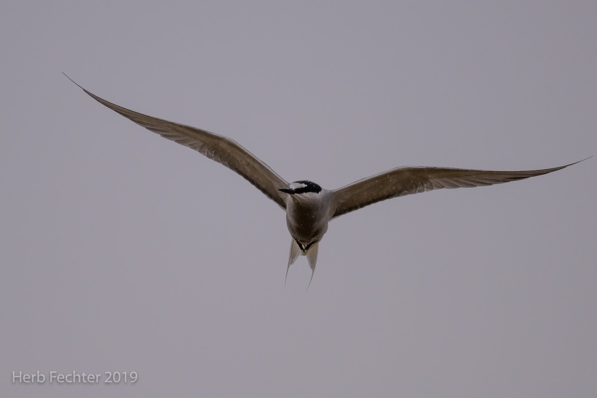 Aleutian Tern - ML638158621