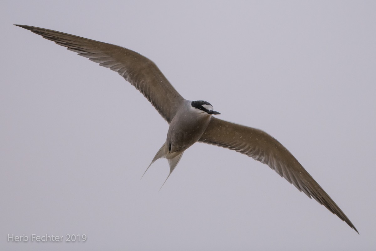 Aleutian Tern - ML638158622