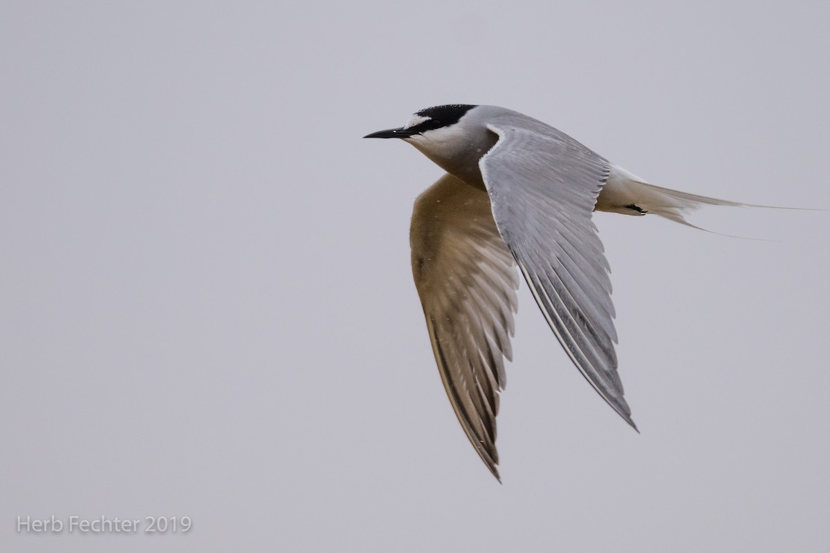Aleutian Tern - ML638158624