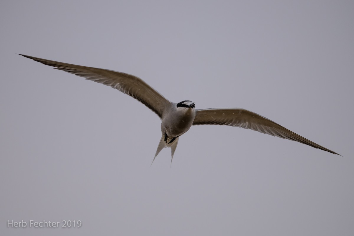 Aleutian Tern - ML638158626