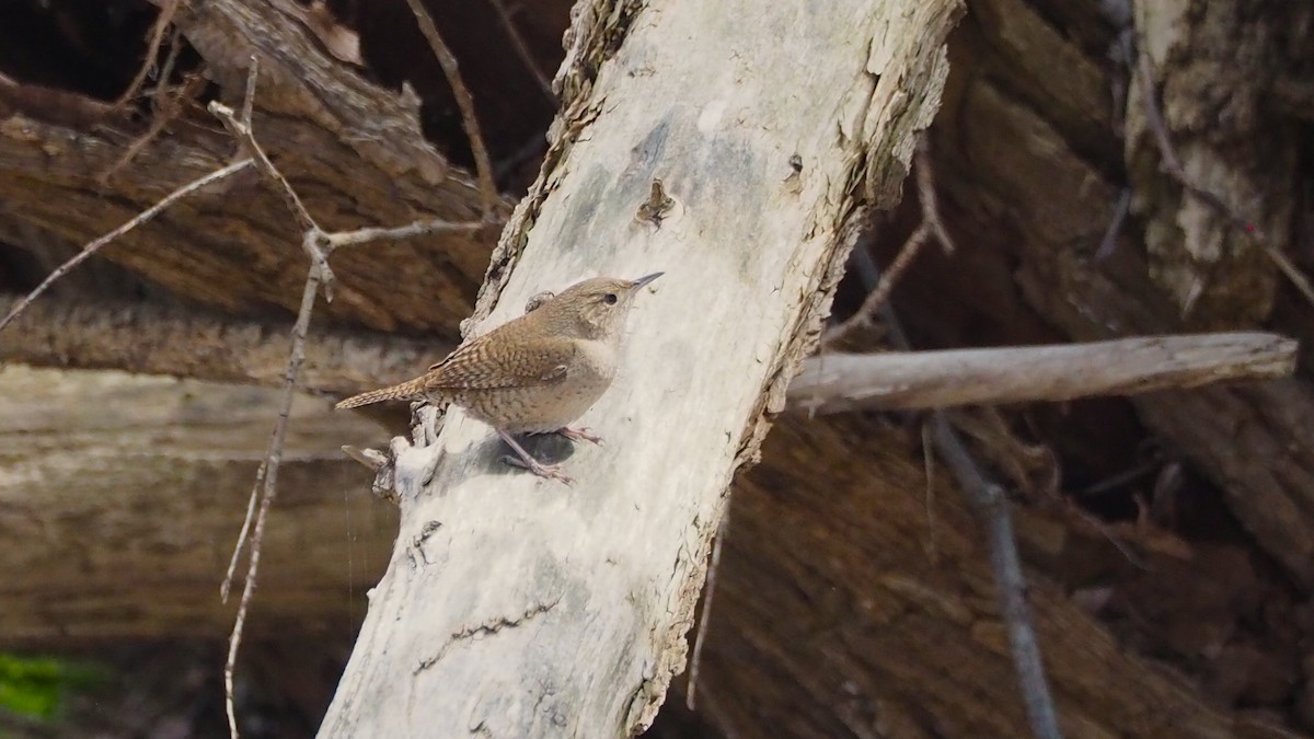 Northern House Wren - ML638158638