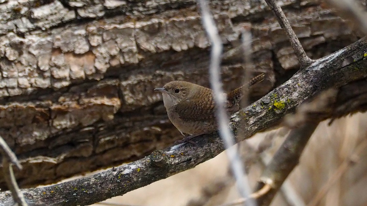 Northern House Wren - ML638158639