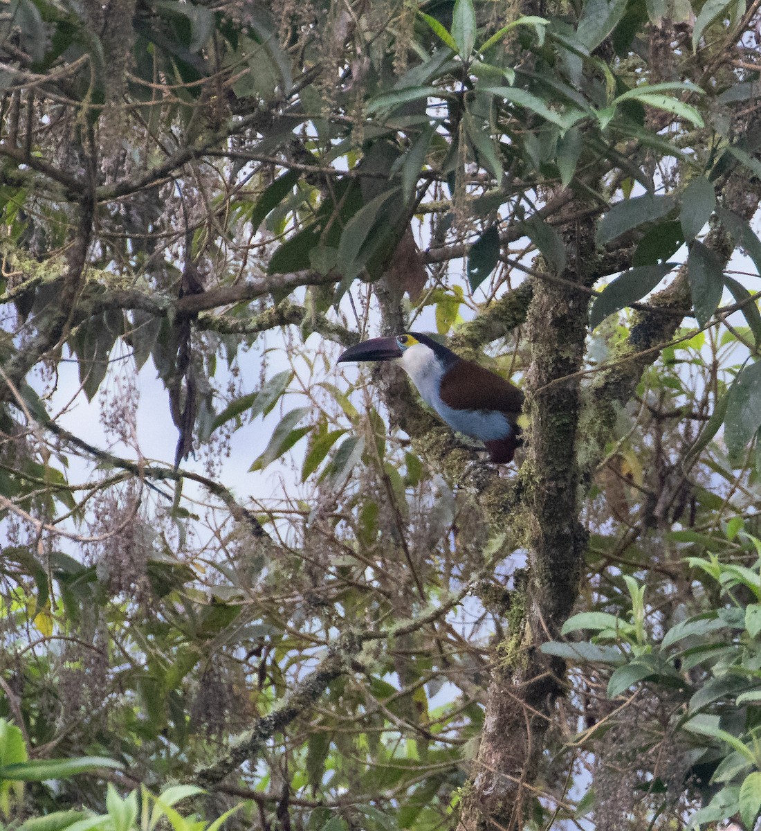 Black-billed Mountain-Toucan - ML638158657