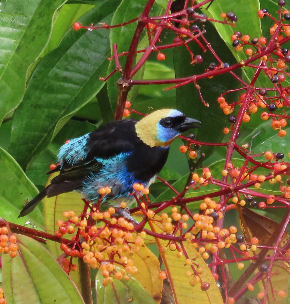Golden-hooded Tanager - ML638158660