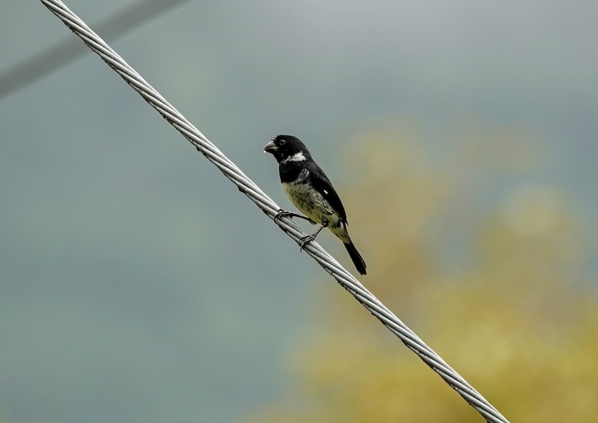 Variable Seedeater - ML638158672