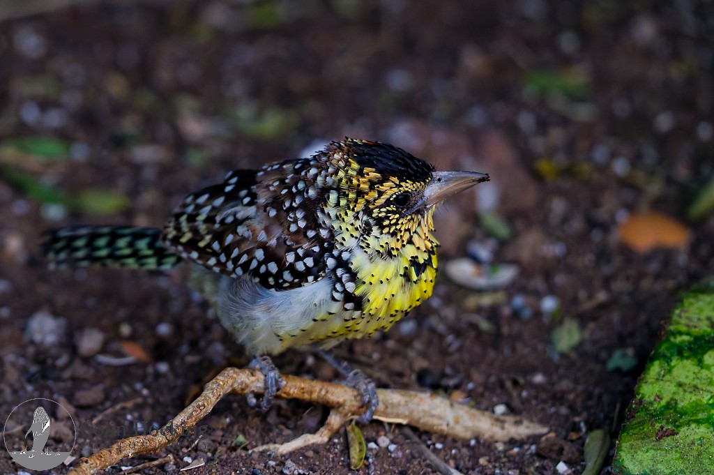 D'Arnaud's Barbet - ML638158674