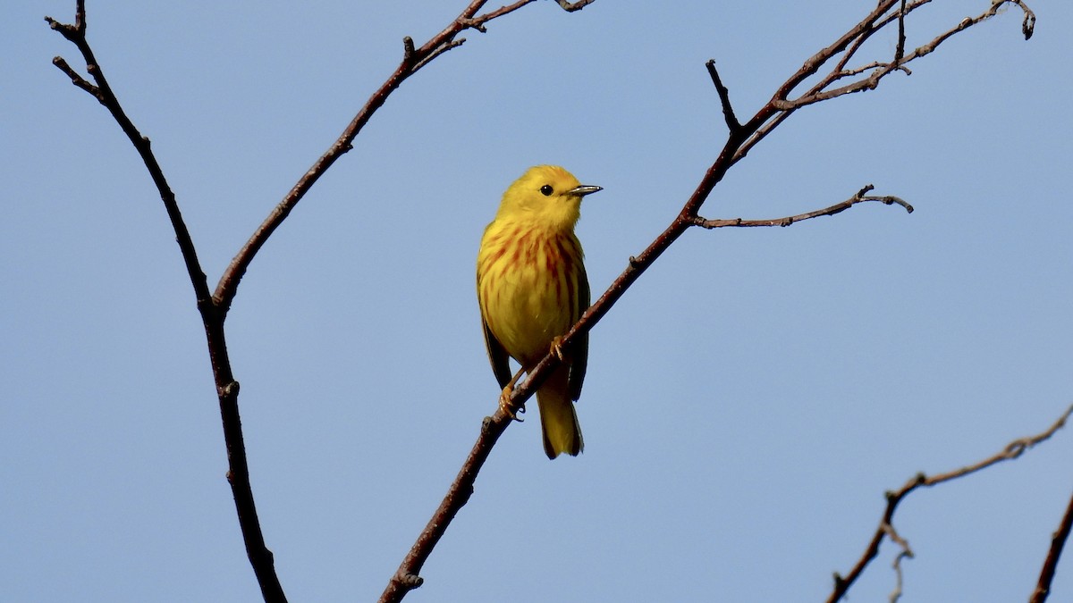 Yellow Warbler - ML638158686