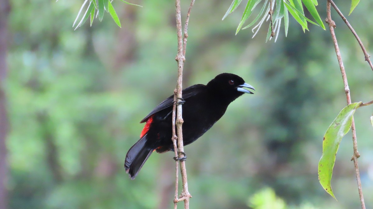 Scarlet-rumped Tanager - ML638158701