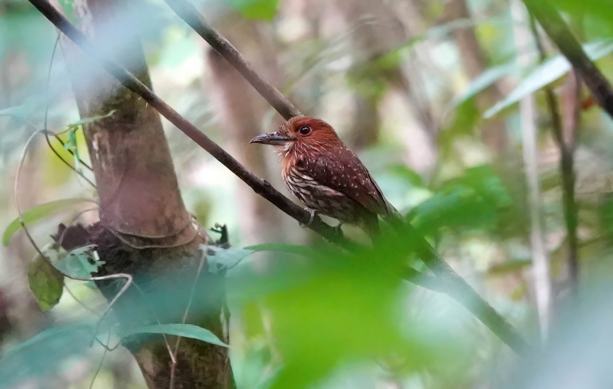 White-whiskered Puffbird - ML638158707