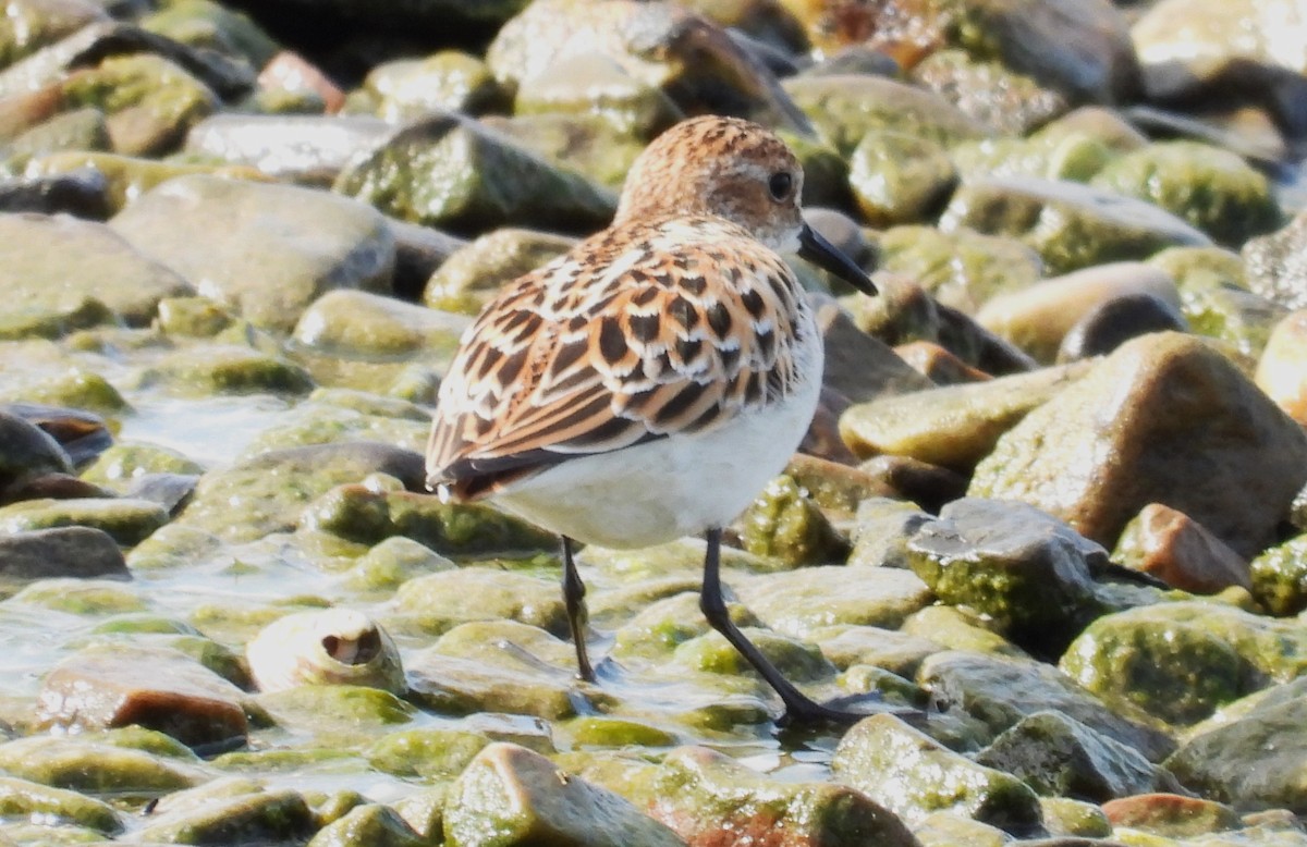Little Stint - ML638158735