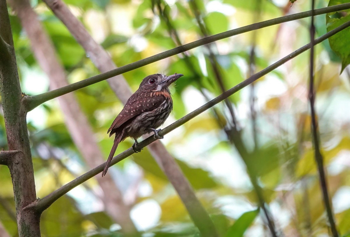 White-whiskered Puffbird - ML638158736