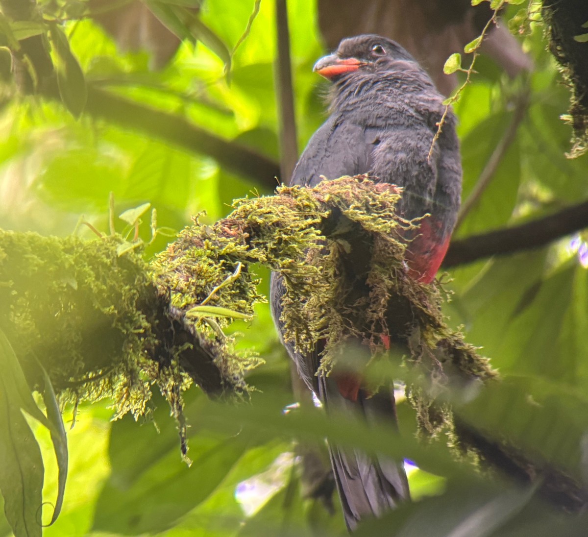 Slaty-tailed Trogon - ML638158737