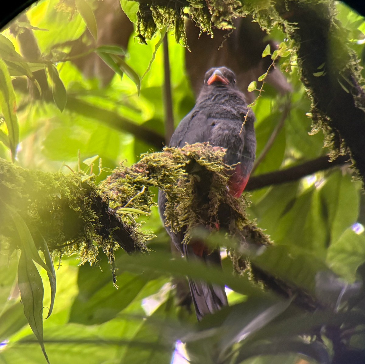 Slaty-tailed Trogon - ML638158738