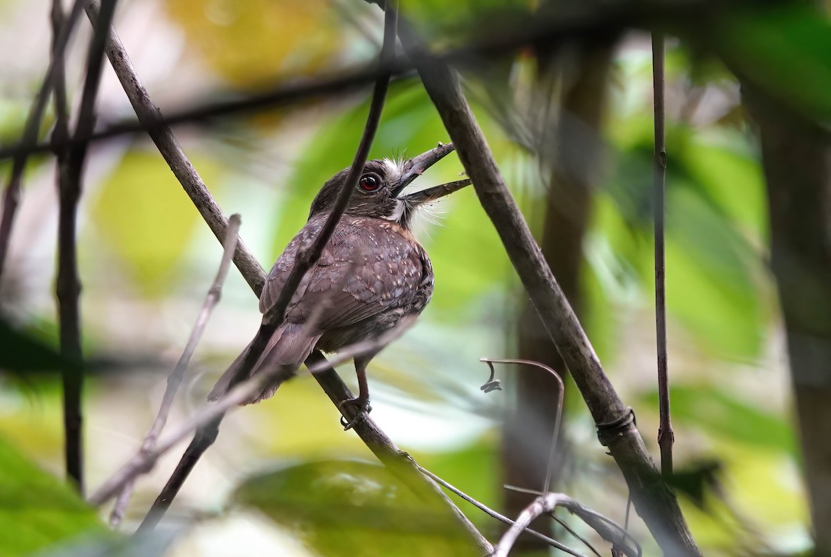 White-whiskered Puffbird - ML638158747