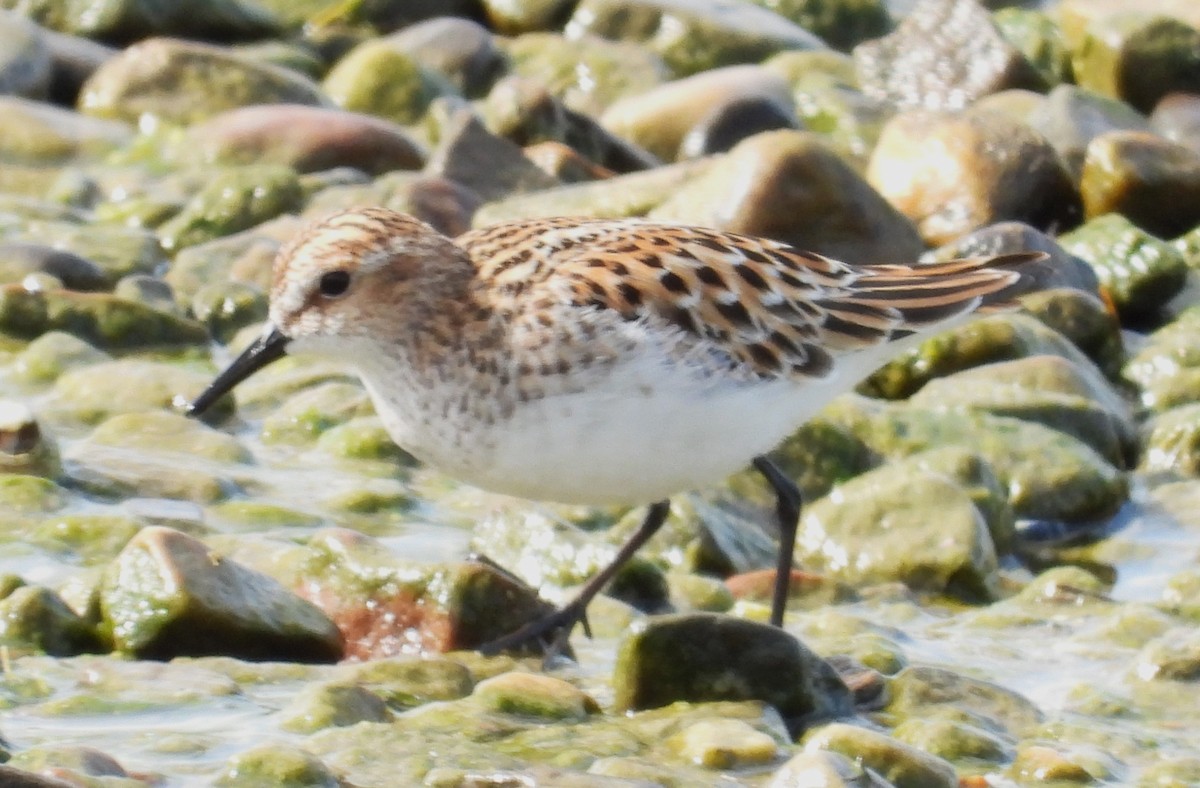 Little Stint - ML638158748