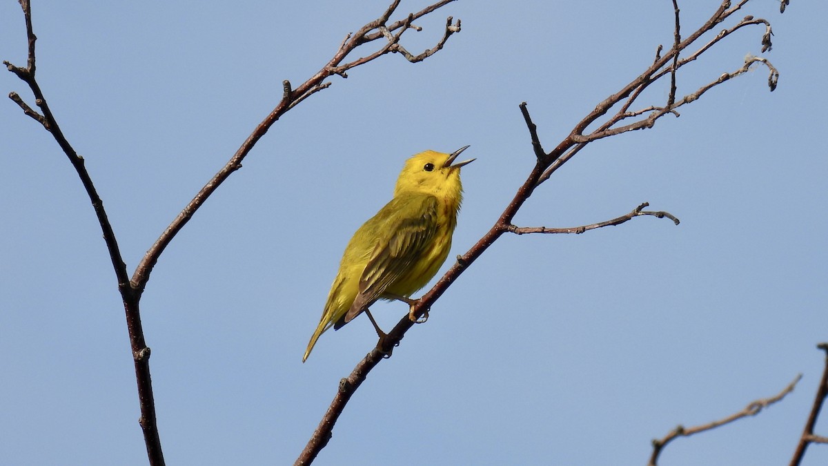 Yellow Warbler - ML638158759