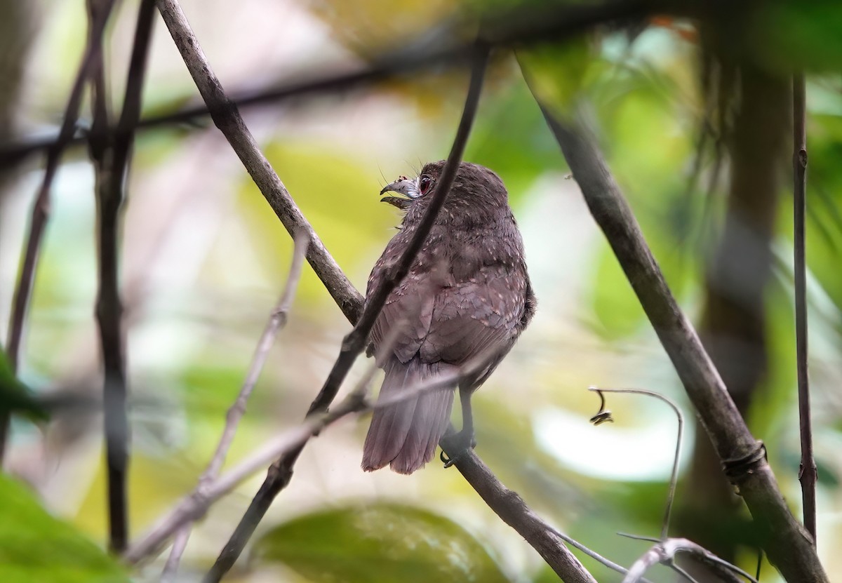 White-whiskered Puffbird - ML638158767
