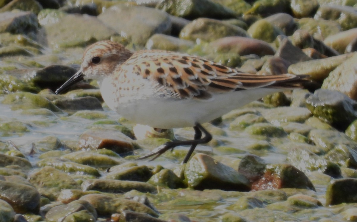 Little Stint - ML638158771