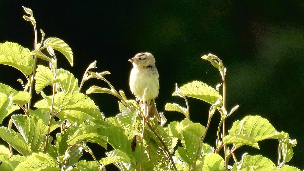 Bobolink - ML638158776