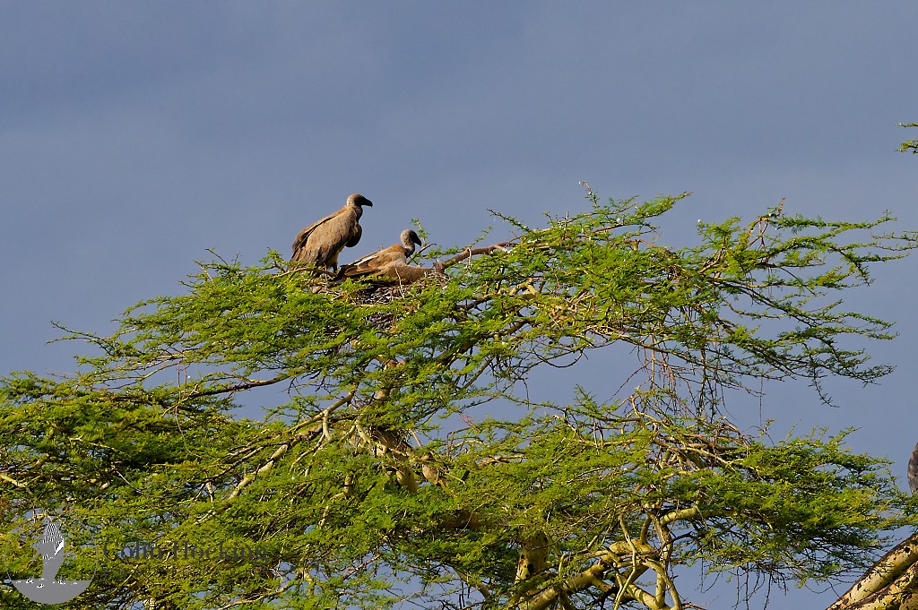 sup africký - ML638158786