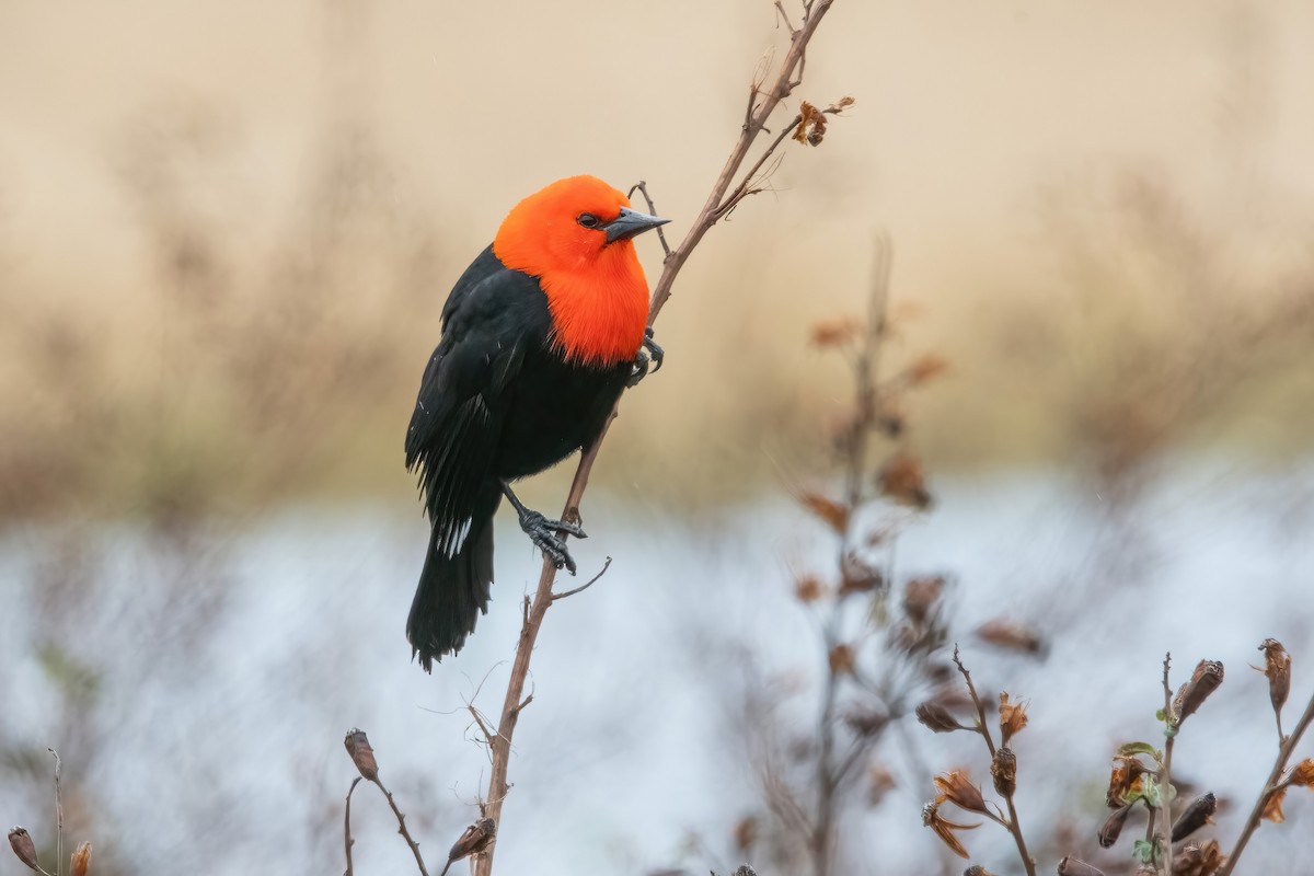 Scarlet-headed Blackbird - ML638158787