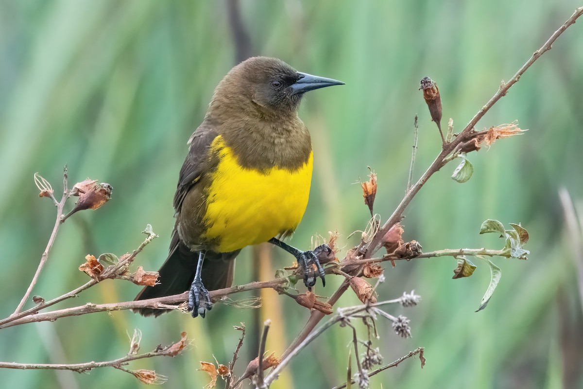 Brown-and-yellow Marshbird - ML638158794