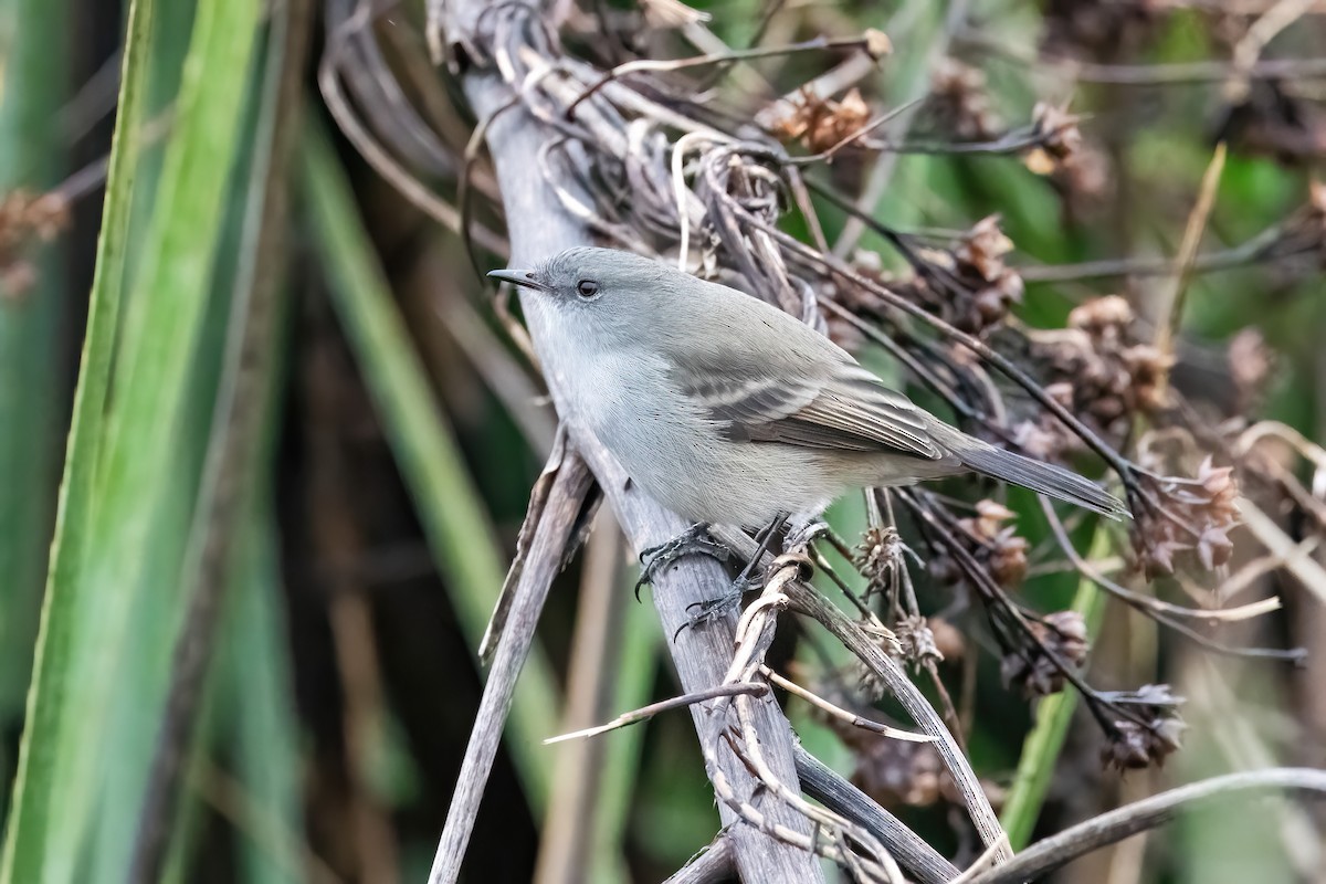 Sooty Tyrannulet - ML638158797