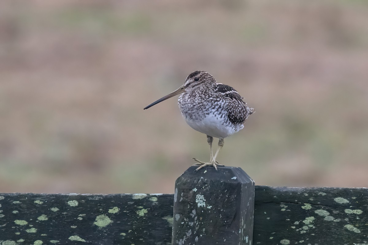 Pantanal Snipe - ML638158801