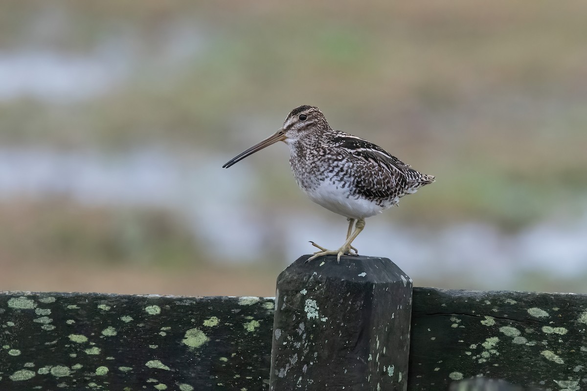 Pantanal Snipe - ML638158802