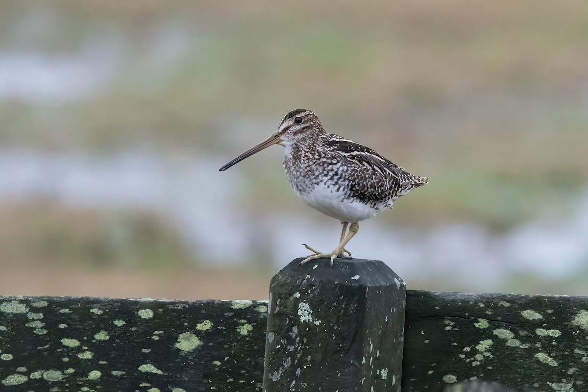 Pantanal Snipe - ML638158803
