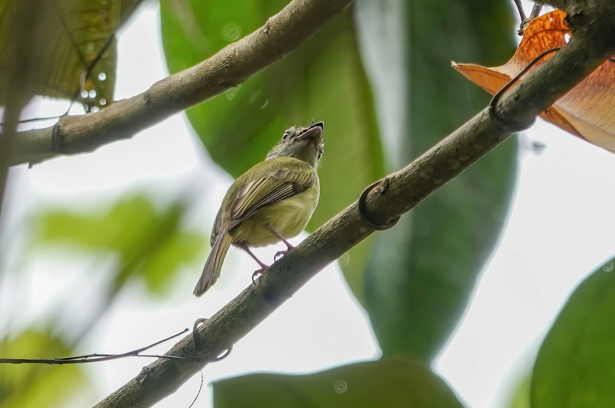 Yellow-olive Flatbill - ML638158823