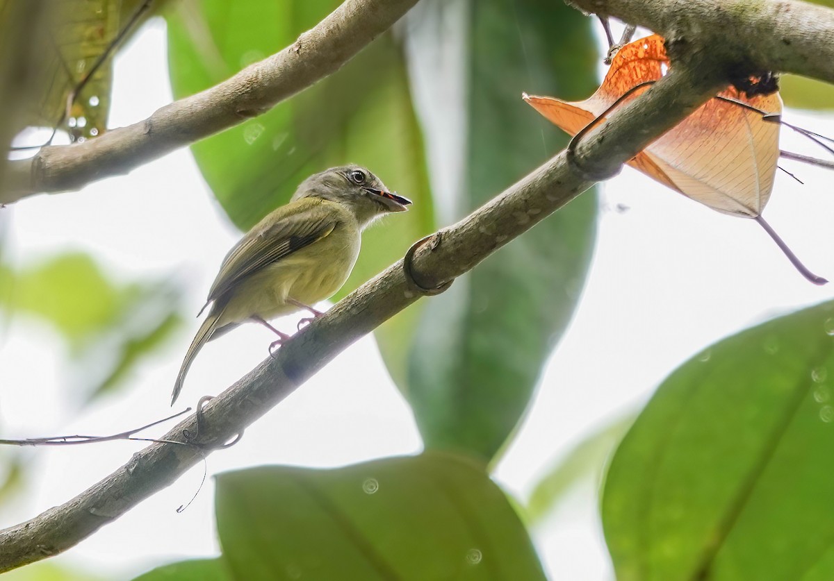 Yellow-olive Flatbill - ML638158828