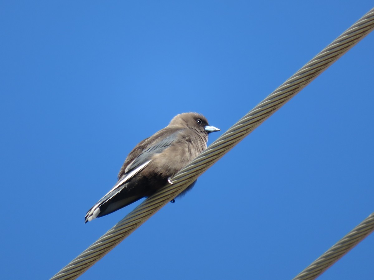 Dusky Woodswallow - ML638158831