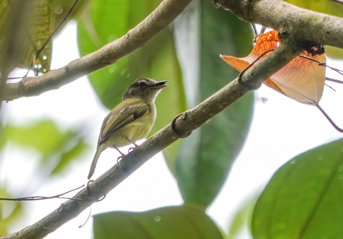 Yellow-olive Flatbill - ML638158835