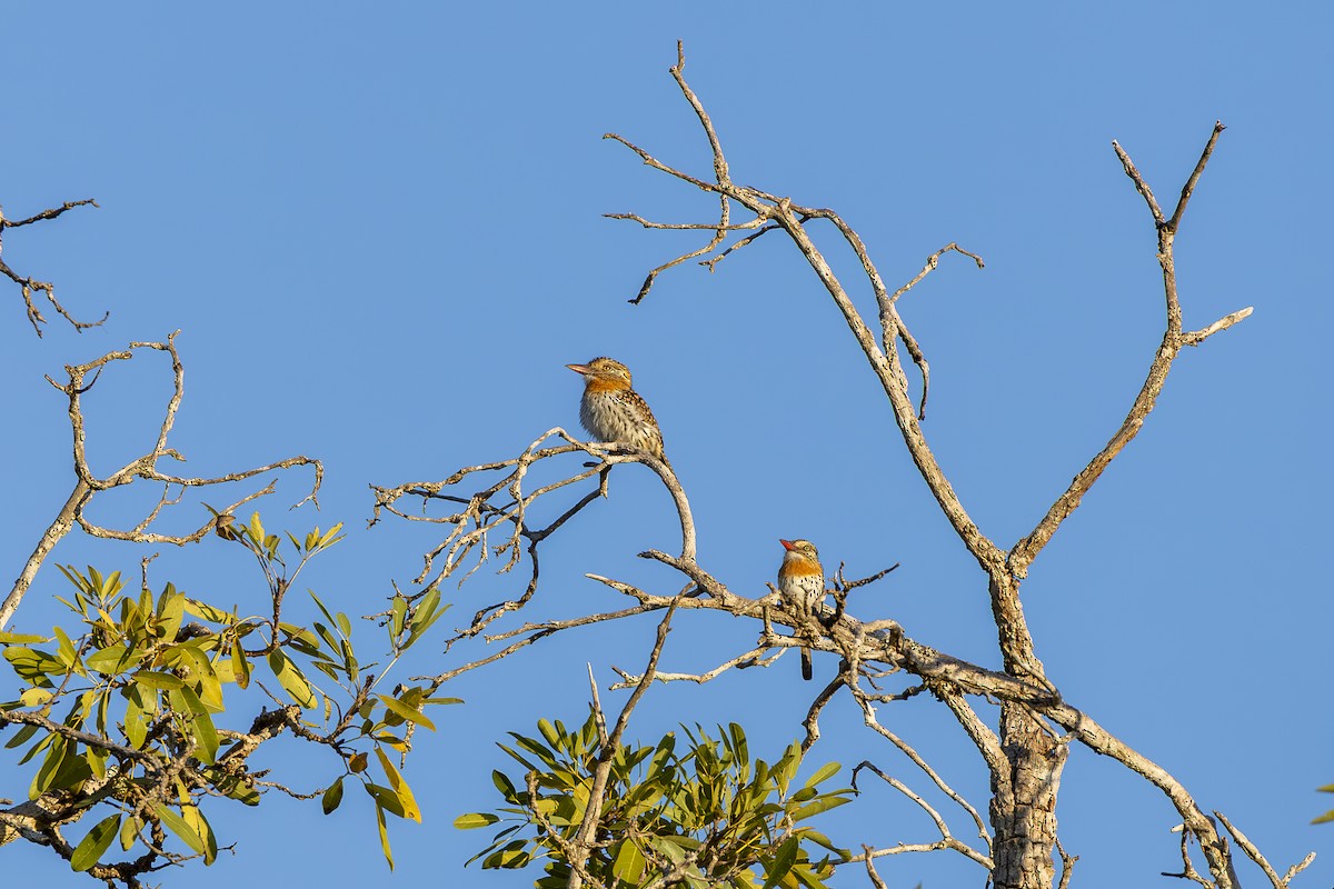 Spot-backed Puffbird - ML638158850
