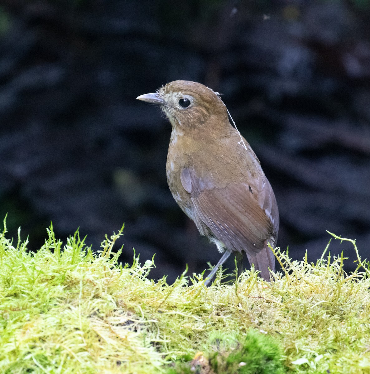 Brown-banded Antpitta - ML638158857