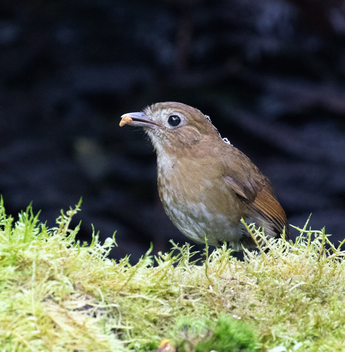 Brown-banded Antpitta - ML638158858