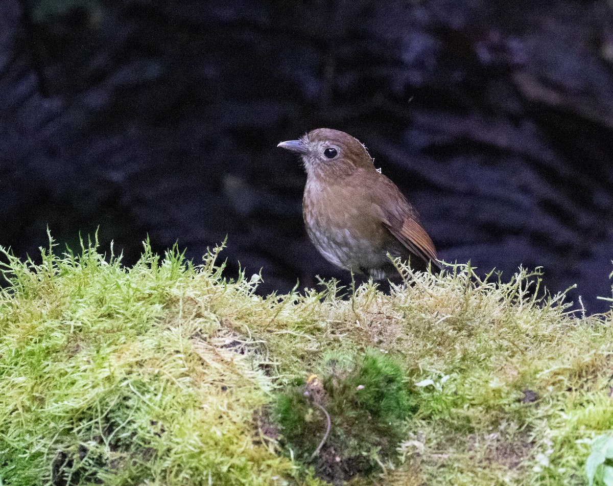 Brown-banded Antpitta - ML638158859