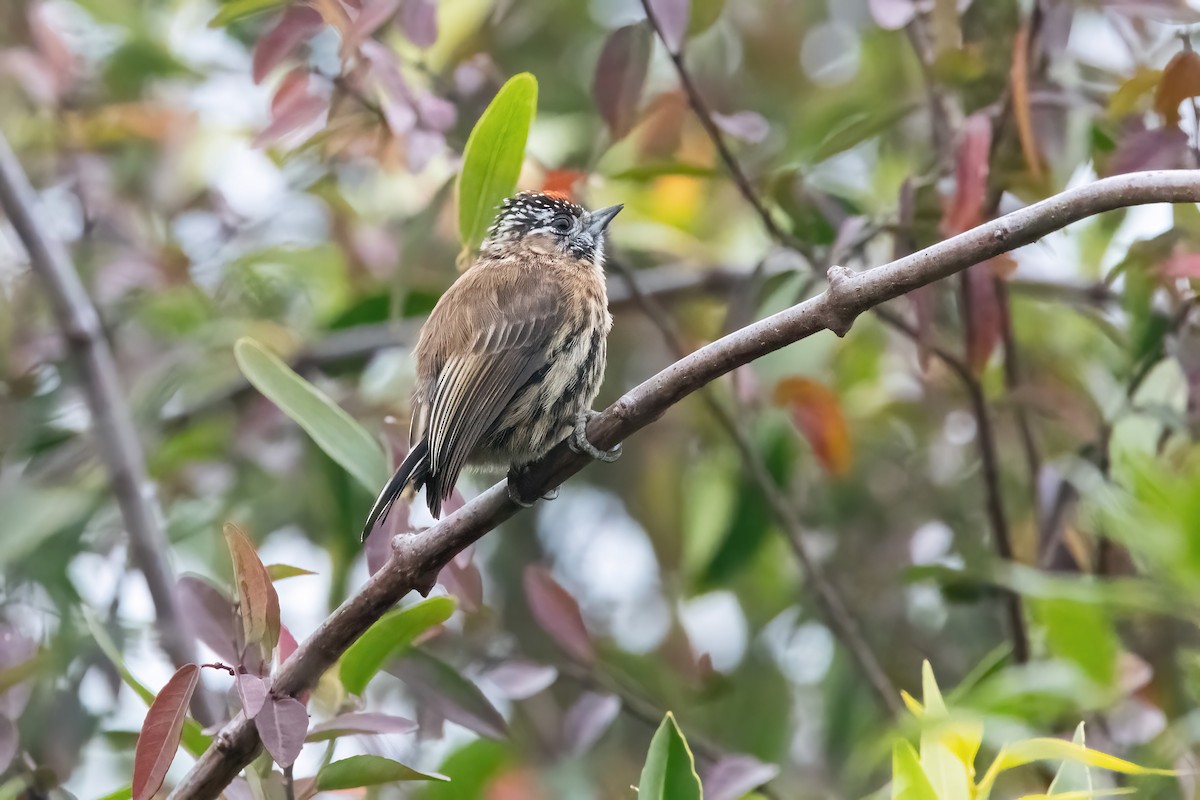 Mottled Piculet - ML638158894