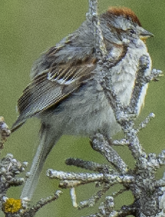 American Tree Sparrow - ML638158895
