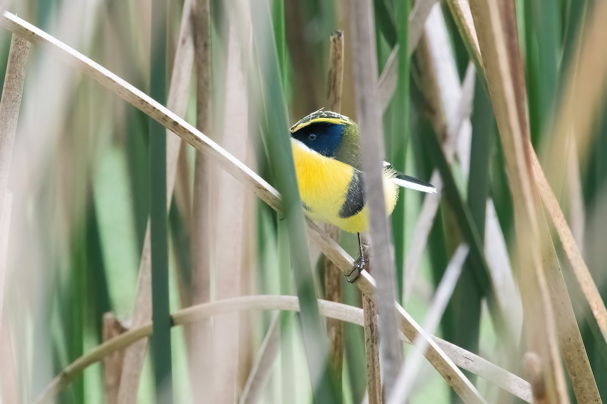 Many-colored Rush Tyrant - ML638158899