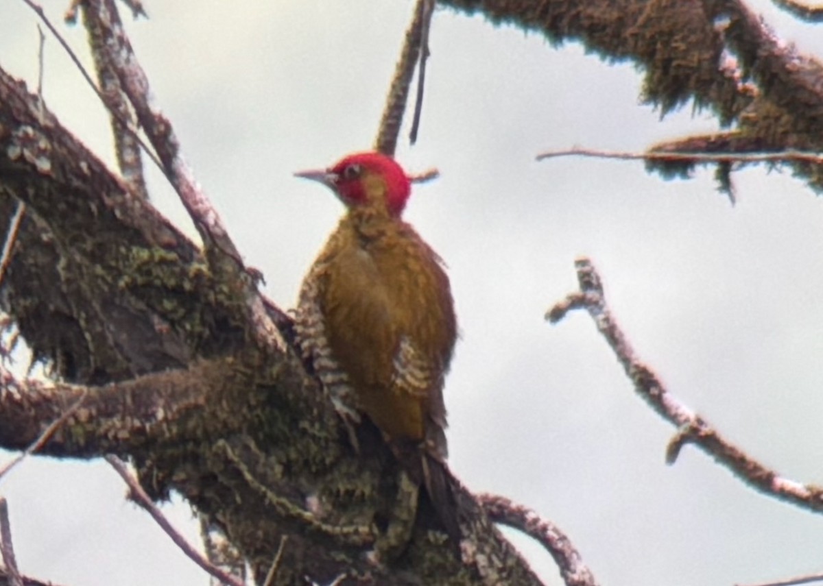 Rufous-winged Woodpecker - ML638158935