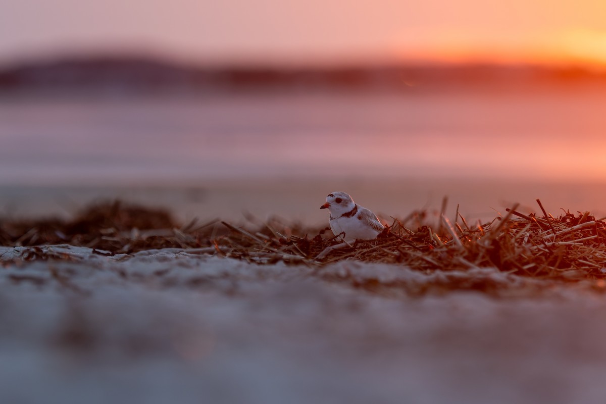 Piping Plover - ML638158944