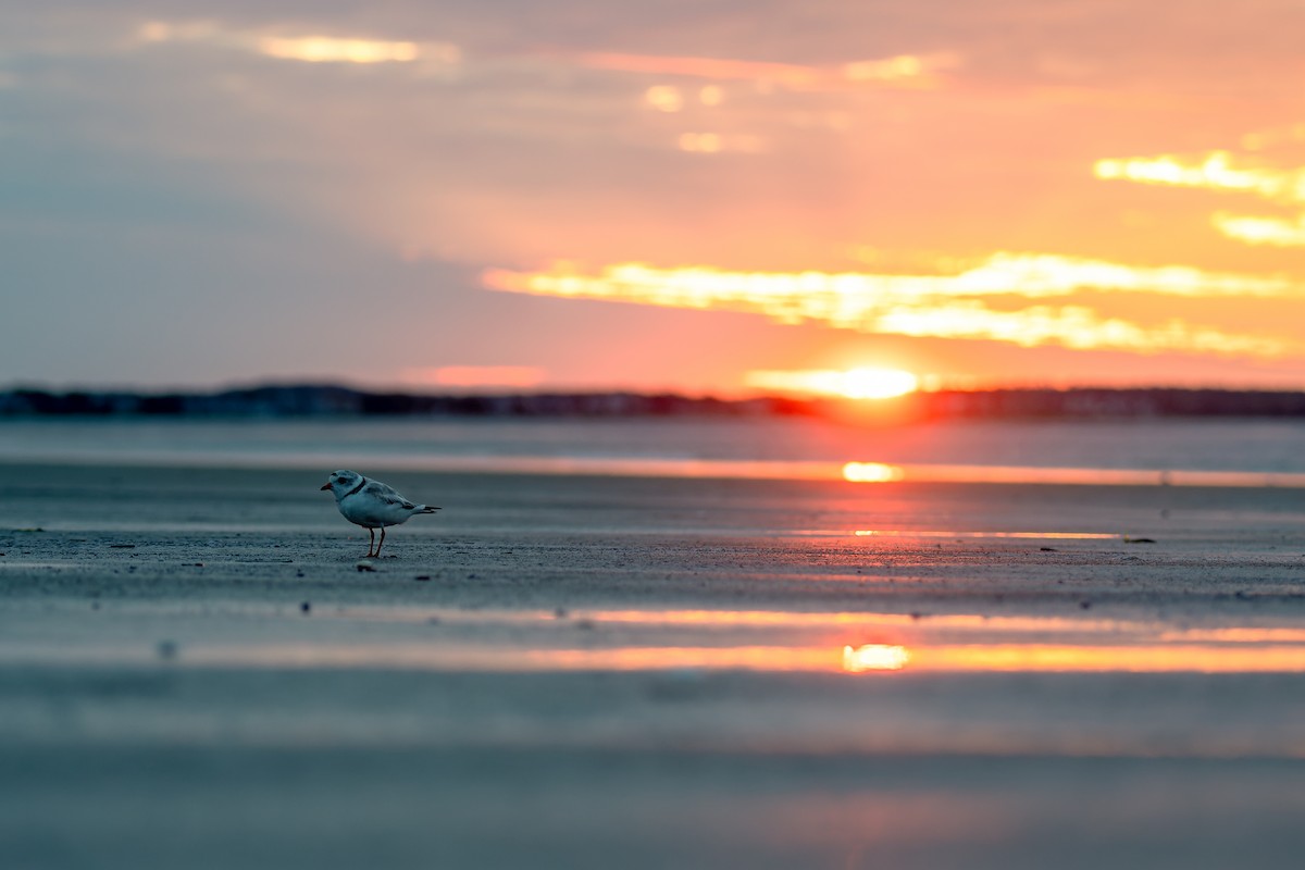 Piping Plover - ML638158945