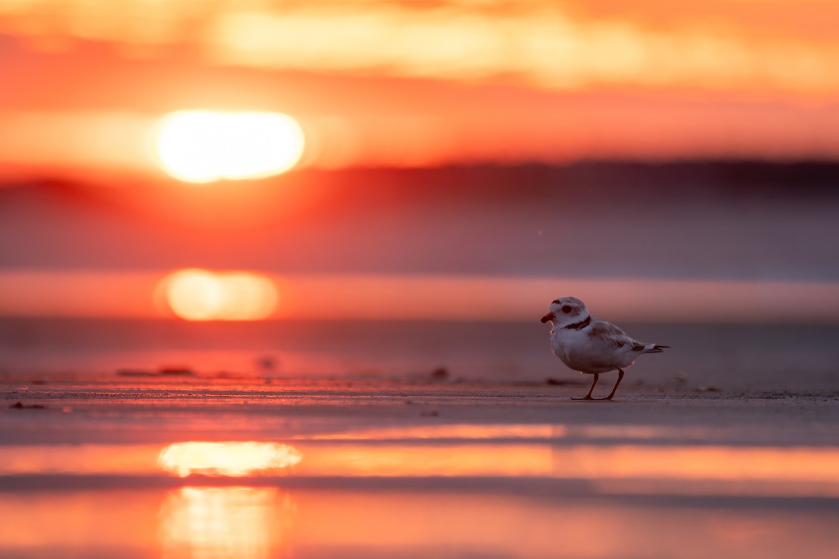 Piping Plover - ML638158946