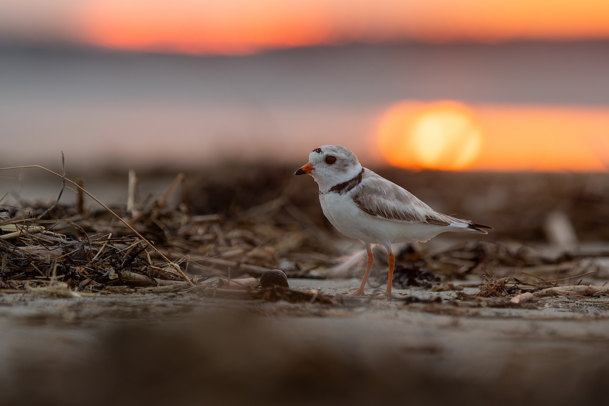 Piping Plover - ML638158948