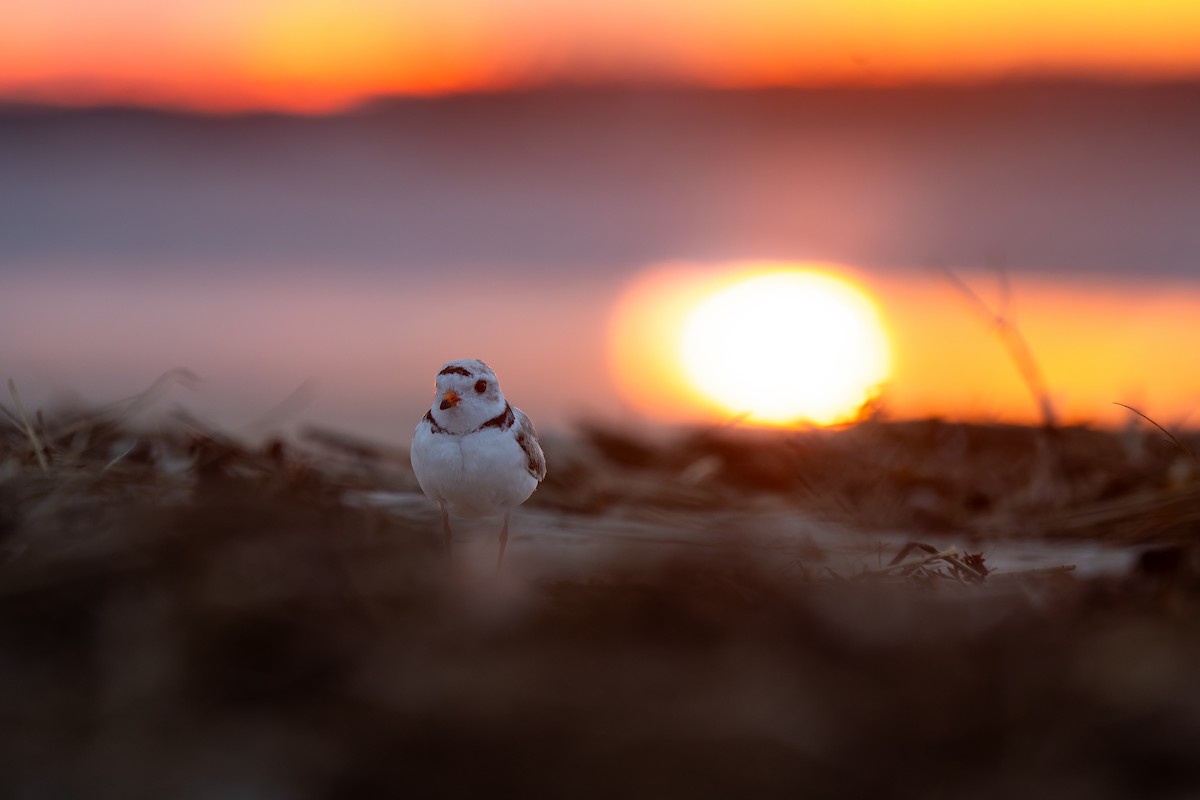 Piping Plover - ML638158949