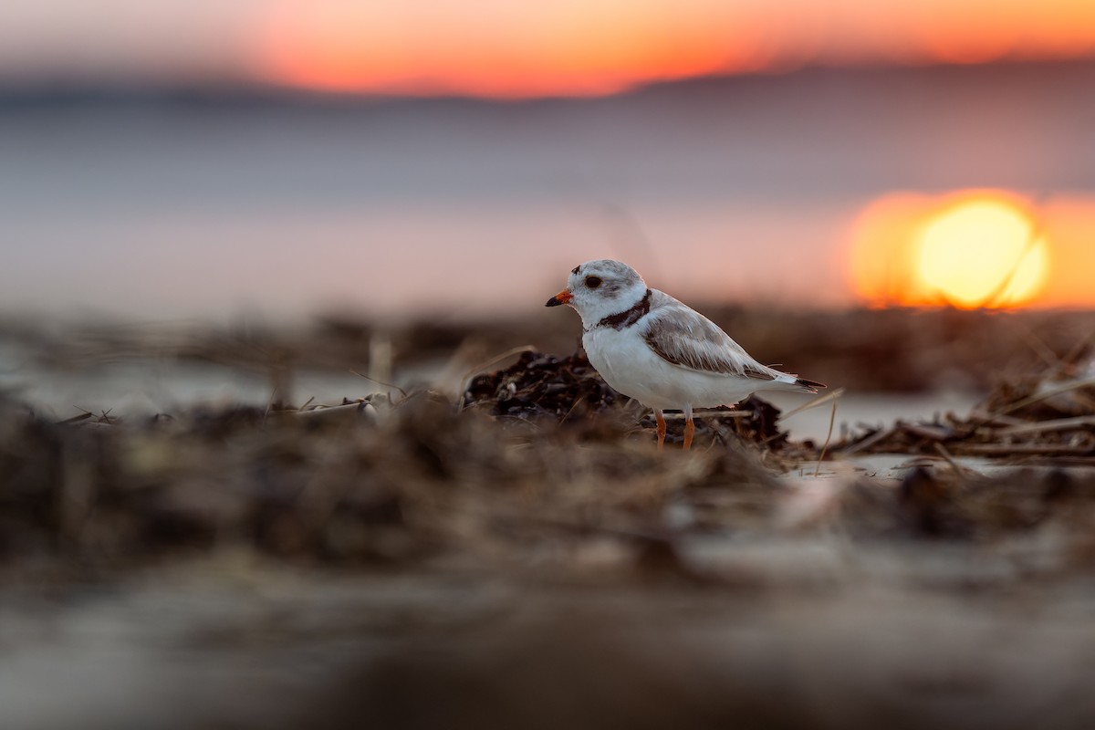 Piping Plover - ML638158950